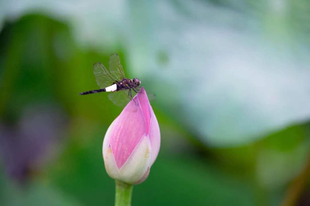 北大的夏，等你的荷