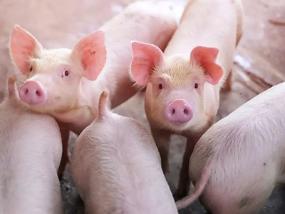 K8官网 - 天生赢家·一触即发