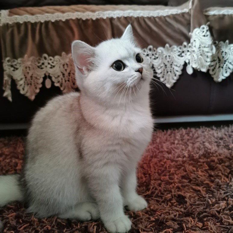 CE9B5A1D5D28AEF5CD950B8D0B4_A51A2A75_1F363