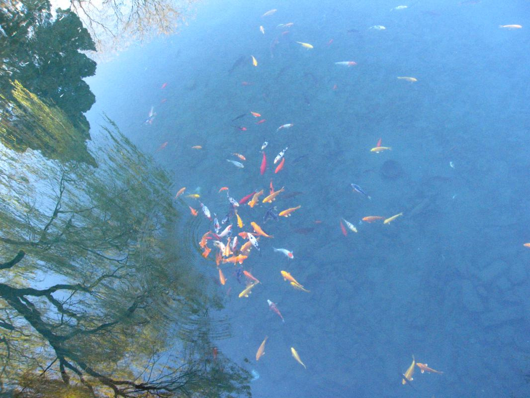 干货总结 | 【头脑汇·行动派】现金流折现模子与投资剖析